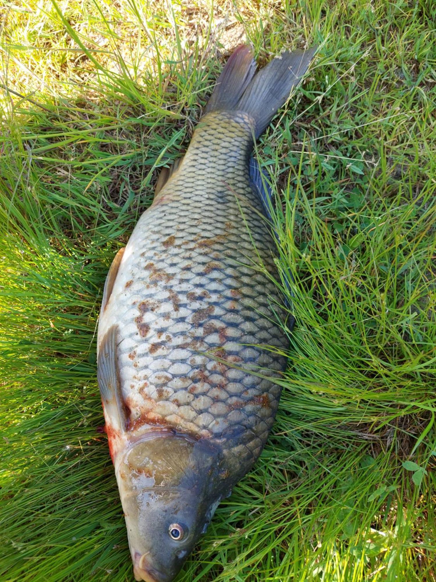 Ubytovani Na Lipne Černá v Pošumaví Buitenkant foto